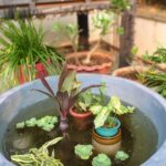 showing the pond in its setting