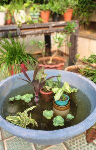 showing the pond in its setting