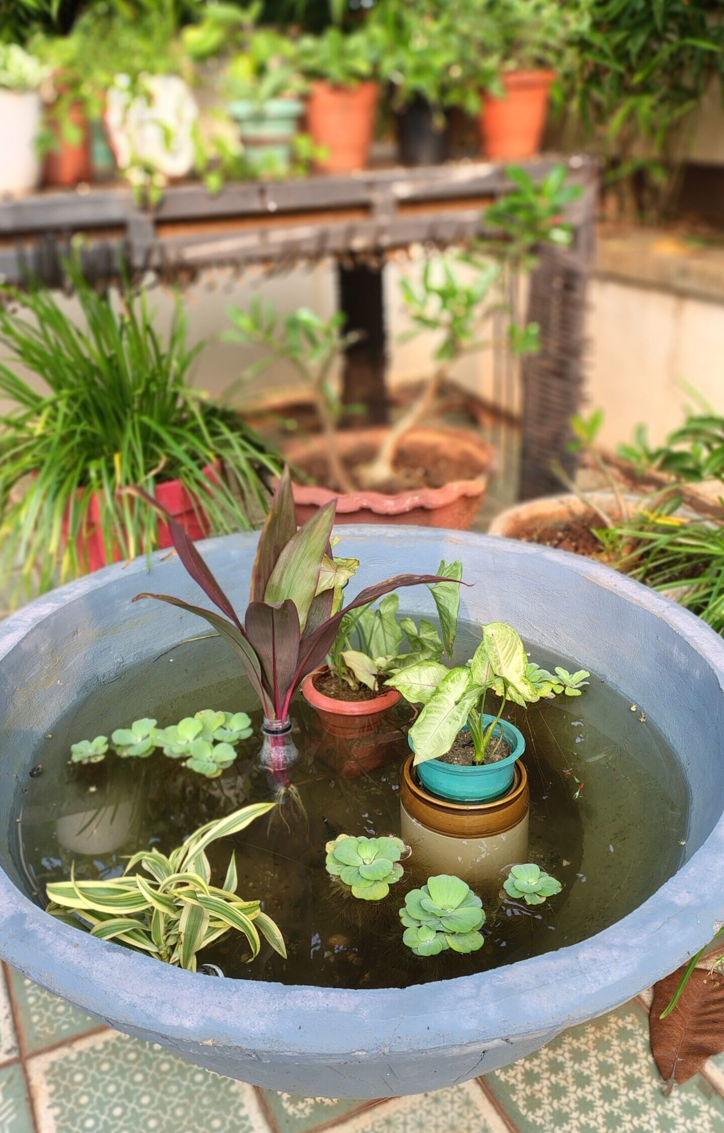 THE PULSE BENEATH ALL LIFE – How My Pond made a Darwin out of Me